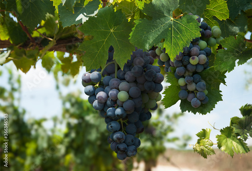 Ripe black grapes in the vineyard. Israel.