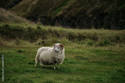 Icelandic sheep animal on the grass in East Iceland photo