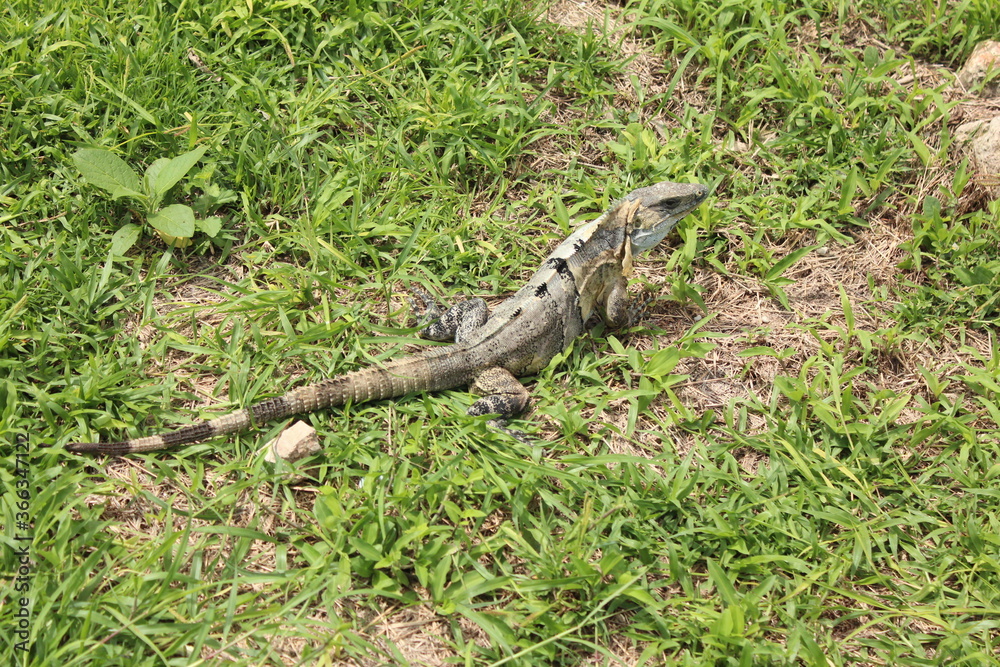 Yucatan Yucatan