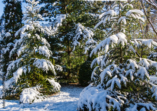 Korean fir, Nordman fir and Japanese pine Glauka under the snow. Clear sunny winter day. Evergreens in landscaped garden under snow cover. Nature concept for christmas design. photo