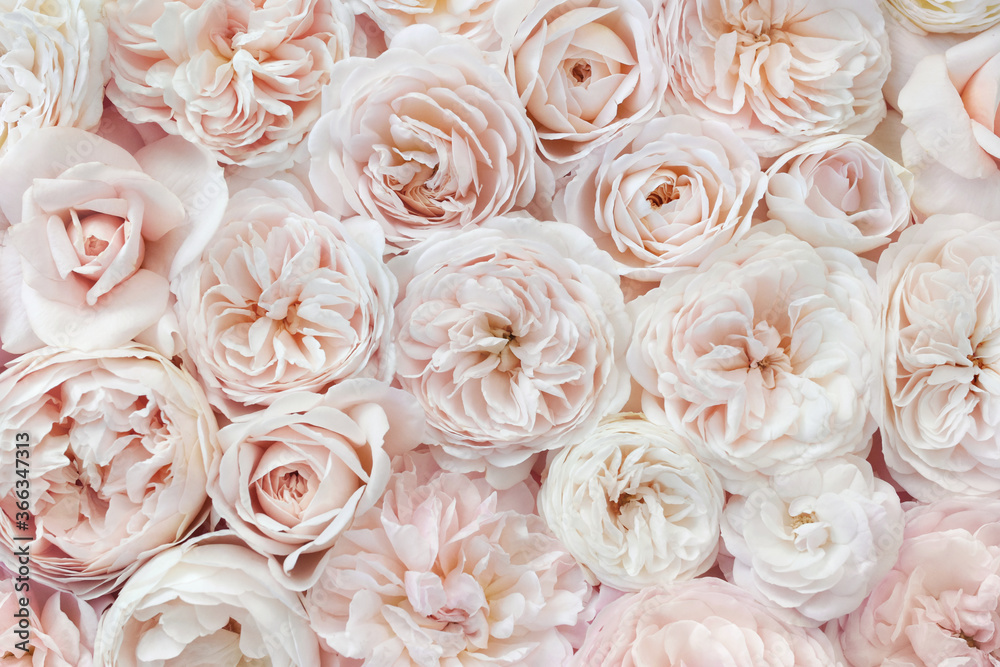 Hãy ngắm nhìn những đóa hoa hồng xinh đẹp trong bức ảnh này. Với màu sắc tươi sáng và hương thơm ngọt ngào, chúng sẽ khiến bạn cảm thấy thư giãn và hạnh phúc.