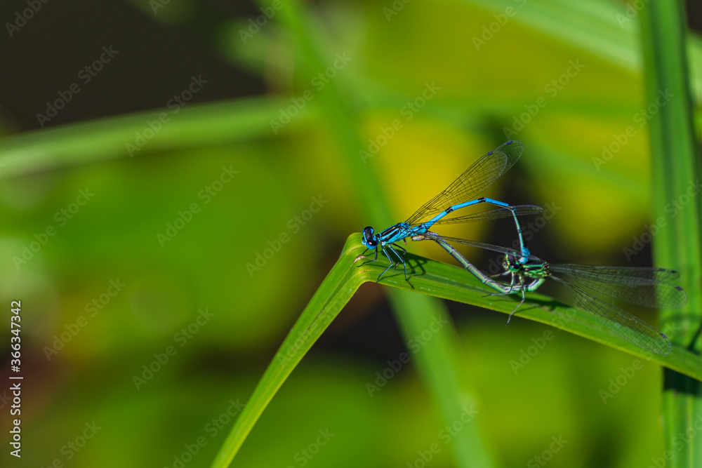 Mating two dragonflies. Two dragonflies in love with each other are sitting on sheet of cattail on blurry background of aquatic plants. Selective focus. Dragonfly's natural habitat near pond. Mating two dragonflies. Two dragonflies in love with each other are sitting on sheet of cattail on blurry background of aquatic plants. Selective focus. Dragonfly's natural habitat near pond.