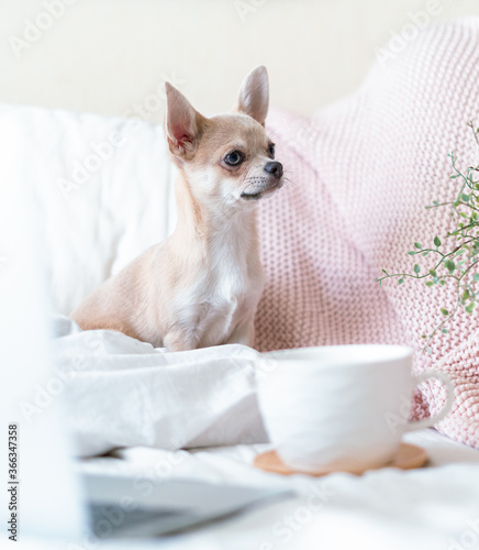 Breakfast in bed. Funny young chihuahua dog covered in throw blanket with steaming cup of hot tea or coffee. Lazy puppy wrapped in plaid relaxes. Good morning