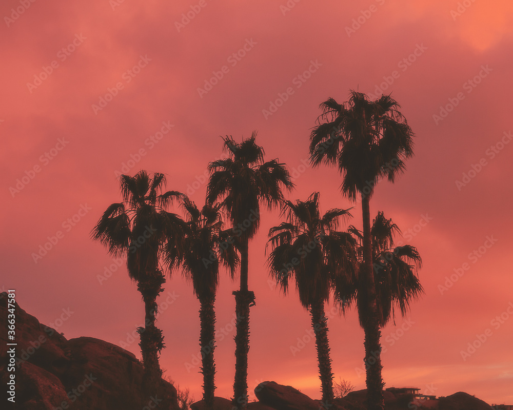 Palm tree sunset silhouette in Arizona Palm tree sunset silhouette in Arizona
