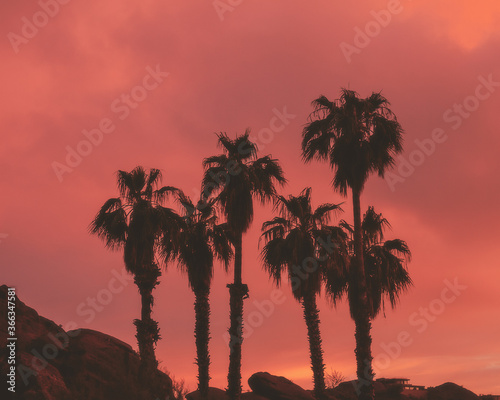 Palm tree sunset silhouette in Arizona
