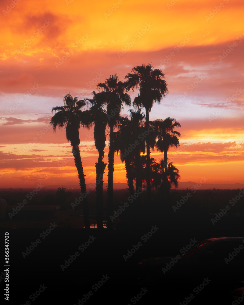 Palm trees in sunset in Arizona
