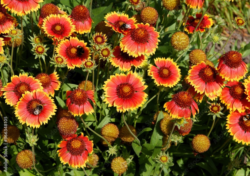 red and yellow flowers of gailardia plant in a garden red and yellow flowers of gailardia plant in a garden