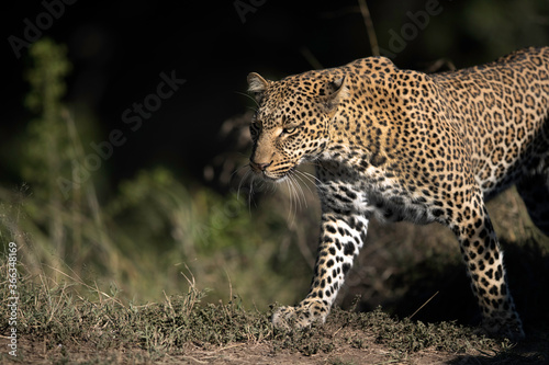 Closeup of Leopard Koboso at Masai Mara
