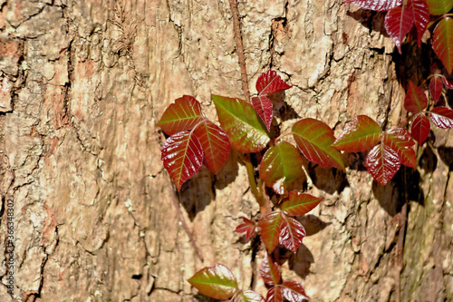 Poison ivy growing up a tree trunk in the woods.