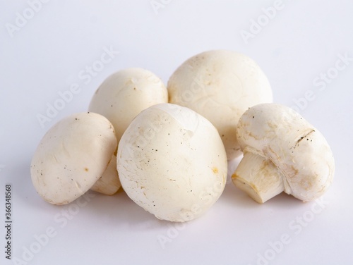 very tasty white edible mushrooms close up