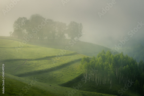 Beautiful view of a hill with a birch forest and a small barn house on a soft morning light with fog surrounding the scene