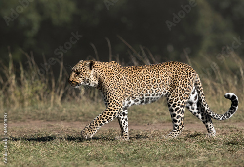 Leopard Koboso in its habitat, Masai Mara