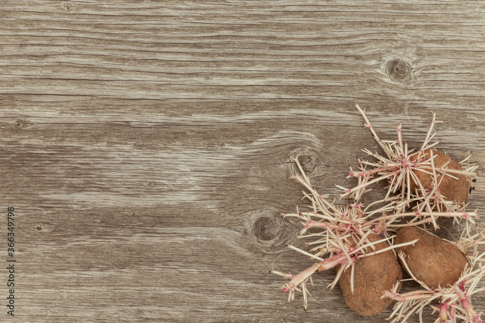 Obraz premium Sprouted weird organic potatoes on rustic wooden background. Flabby, wrinkled, ugly potato with young sprouts and roots. Planting potatoes concept