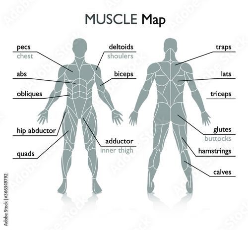 Man muscles in the body, vector