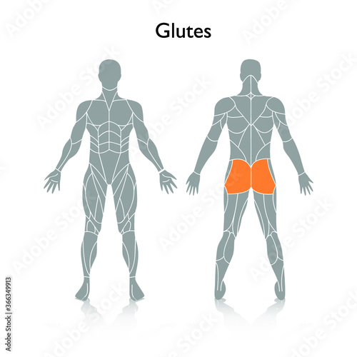 Man muscles in the body, vector