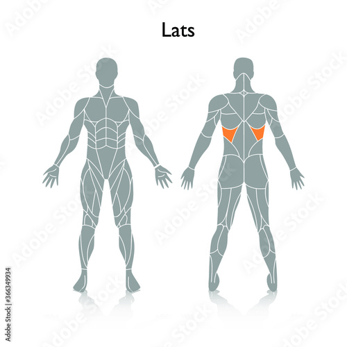 Man muscles in the body, vector