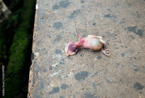 Biología de pájaro muerto en ciudad. Recién nacido.