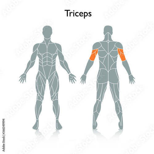 Man muscles in the body, vector