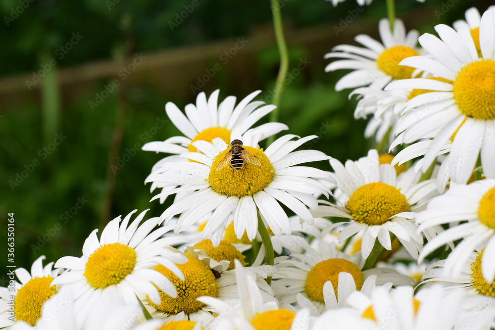 Obraz premium White garden chamomiles on the flower bed illuminated by the sun rays and a bee collecting nectar