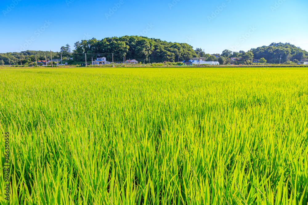 Korean traditional rice farming. Korean rice farming scenery. Korean rice paddies.
Rice field and the sky in Ganghwa-do, Incheon, South Korea.