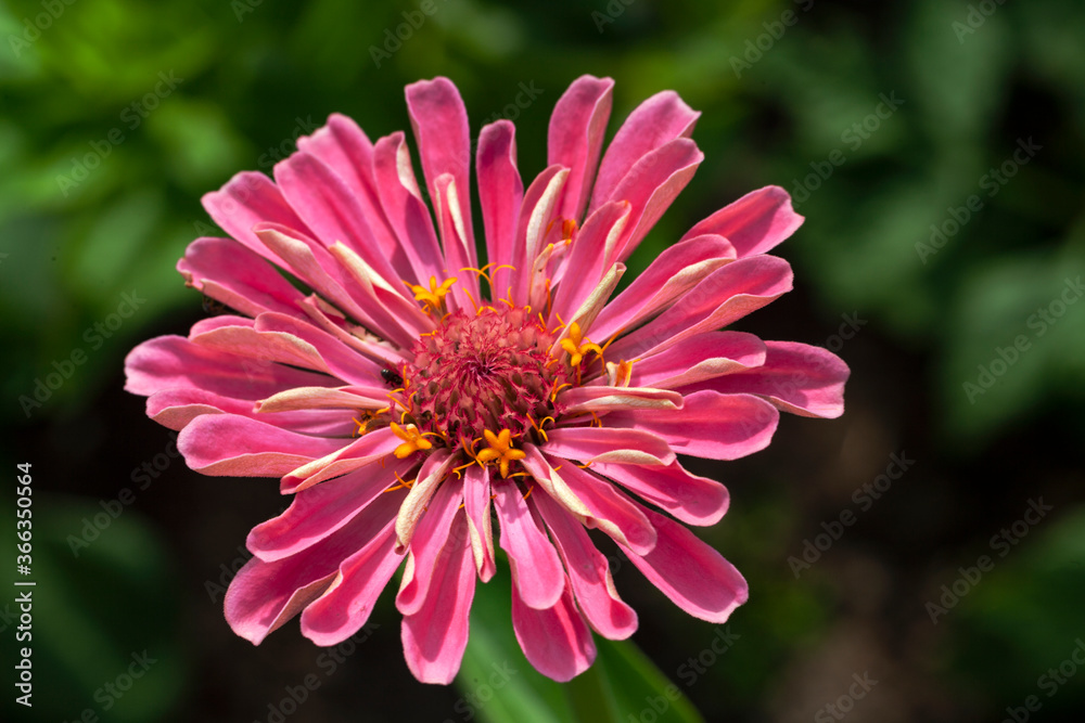 Zinnia Zinnia