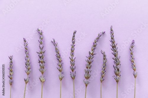 Lavender pattern. Purple flowers viewed from above on a violet background
