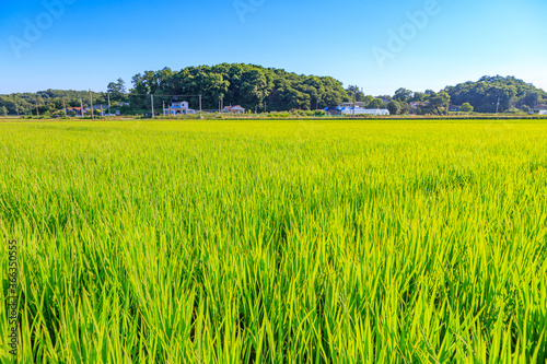 Korean traditional rice farming. Korean rice farming scenery. Korean rice paddies. Rice field and the sky in Ganghwa-do  Incheon  South Korea.