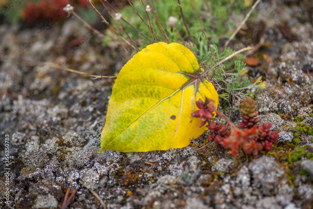 Fallen Cottonwood Leaf  - Fall Colors even in Summer