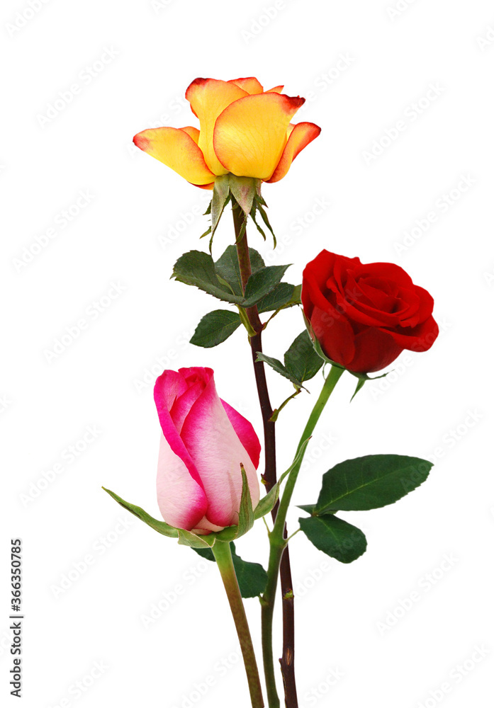 Fototapeta premium Bunch of rosy roses isolated on white 