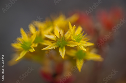 Stone Crop - Close-up with shallow Depth of Field