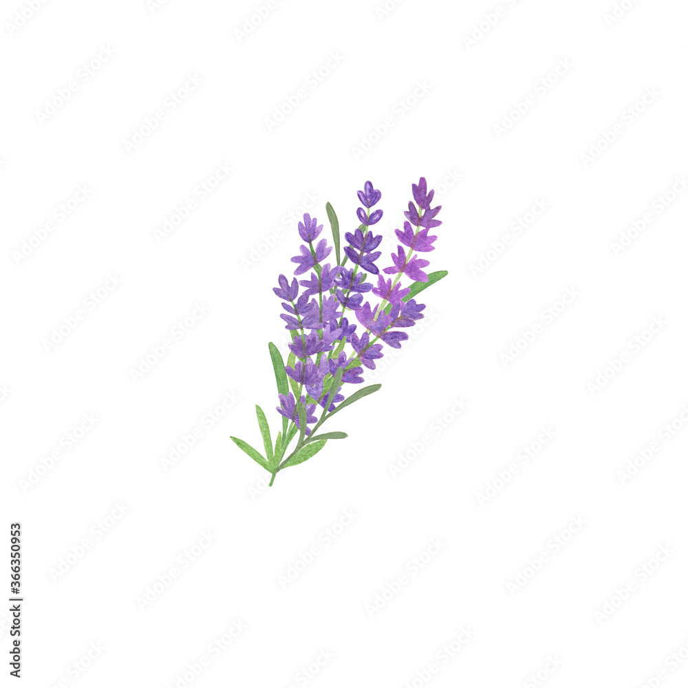 Romantic floral composition bouquet of tender lavender flowers simple pattern, watercolor illustration Romantic floral composition bouquet of tender lavender flowers simple pattern, watercolor illustration