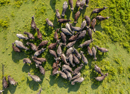 Aerial view on big concentration of water buffaloes at meadow
