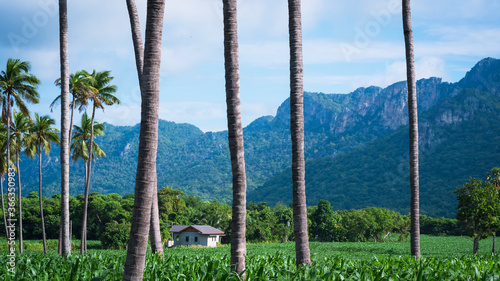 Beautiful rural view of small house in organic corn field and many green plants behind coconut trees in foreground with mountains and blue sky background 