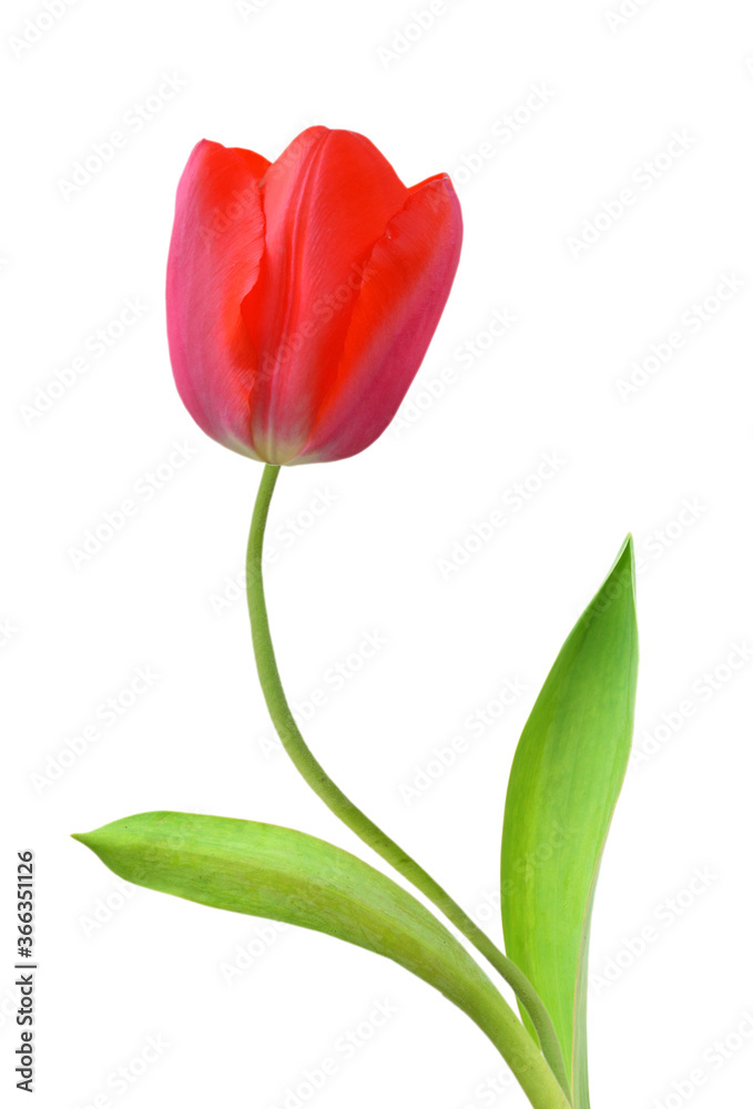 Young red tulips isolated on white background Young red tulips isolated on white background