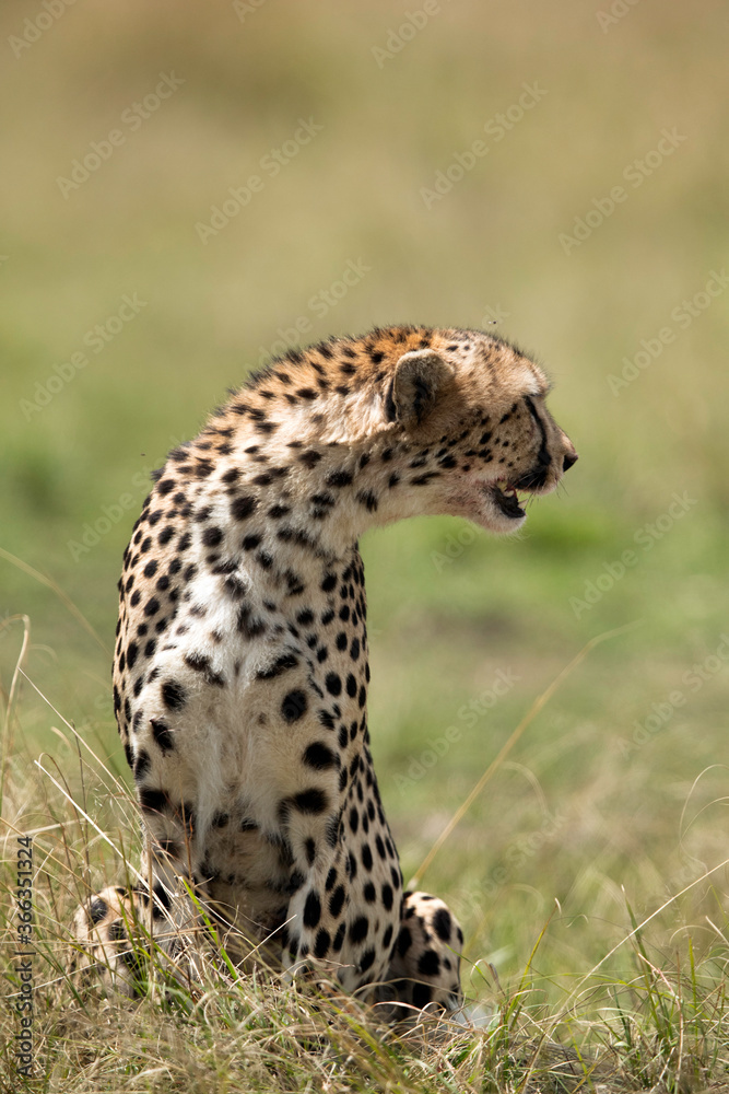 Naklejka premium Cheetah turning backside, Masai Mara