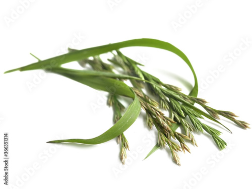 Couch grass (Elymus repens)
