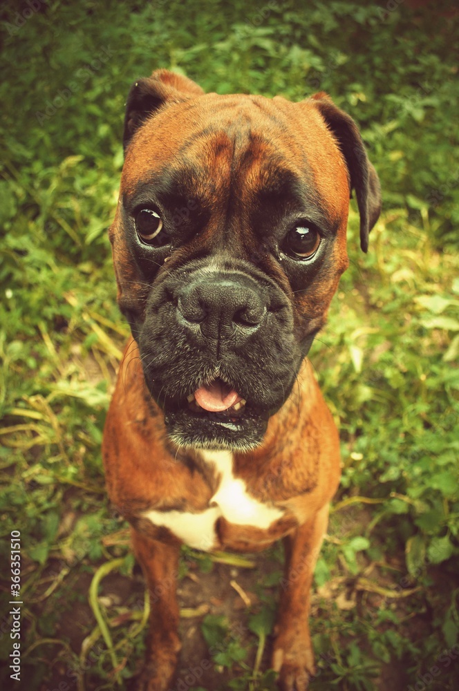 Boxer dog in green grass