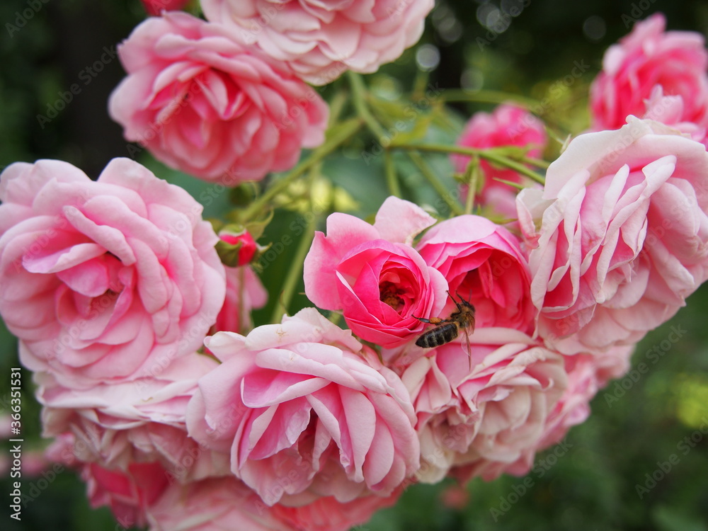 Roses and a honeybee