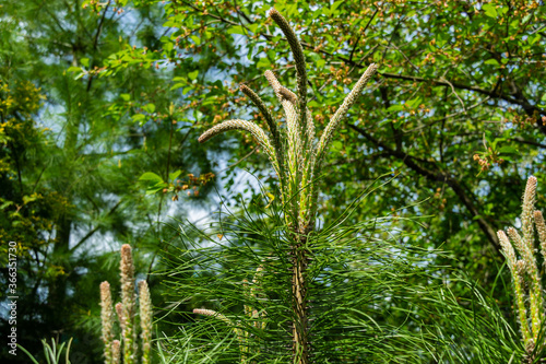 Young shoots on tops of branches of young pine of ordinary pine Silvestris on blurred background of evergreen plants. Selective focus. Sunny day in spring garden. Nature concept for design