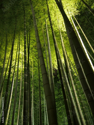 Light-up of bamboo forest in Kyoto