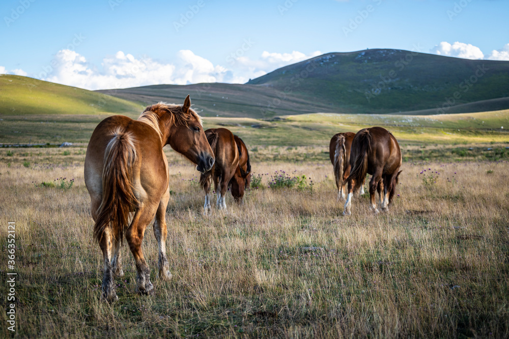 Campo Imperatore, Italy Stock Photo Adobe Stock