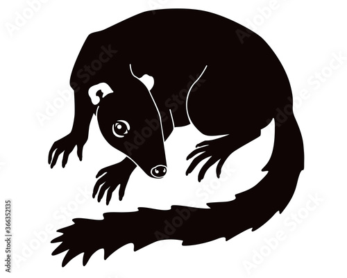 Treeshrew silhouette. Tupaia - small Asian animal - vector black silhouette illustration. Small tree shrews is a primate, mammal. The Common Treeshrew is an adult.	 photo