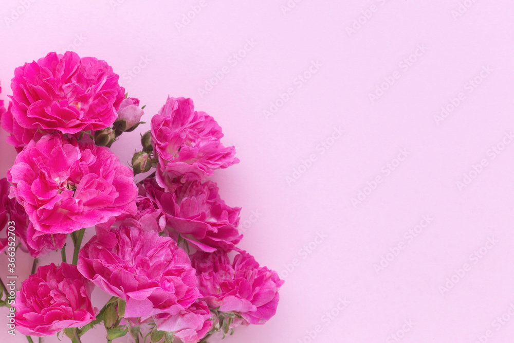 Red roses on pink wooden background. Copy space, flat lay,