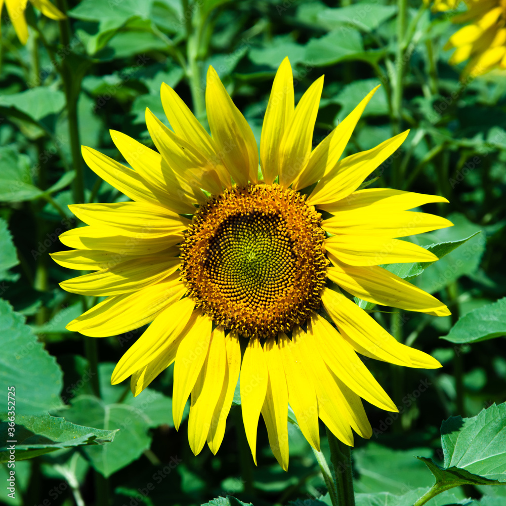 Sunflower flower close up. Summer sunny day. Shallow depth of field. Background blurred Sunflower flower close up. Summer sunny day. Shallow depth of field. Background blurred