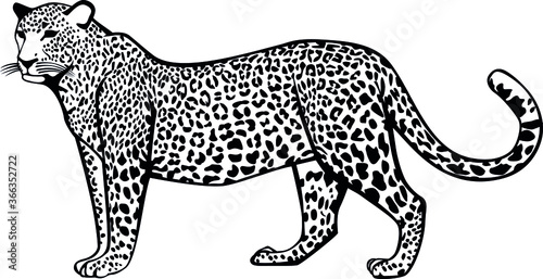 Leopard. Contour vector monochrome isolated image.