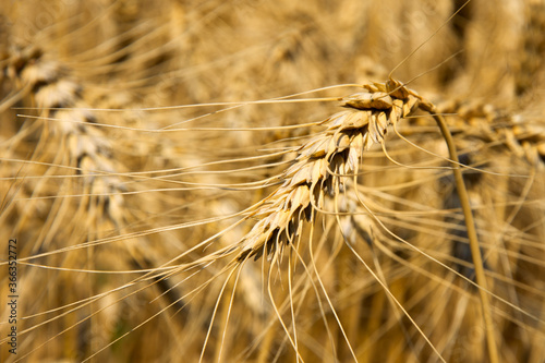 Wheat ears close-up. Wheat field on a summer day. Shallow depth of field. Blurred background