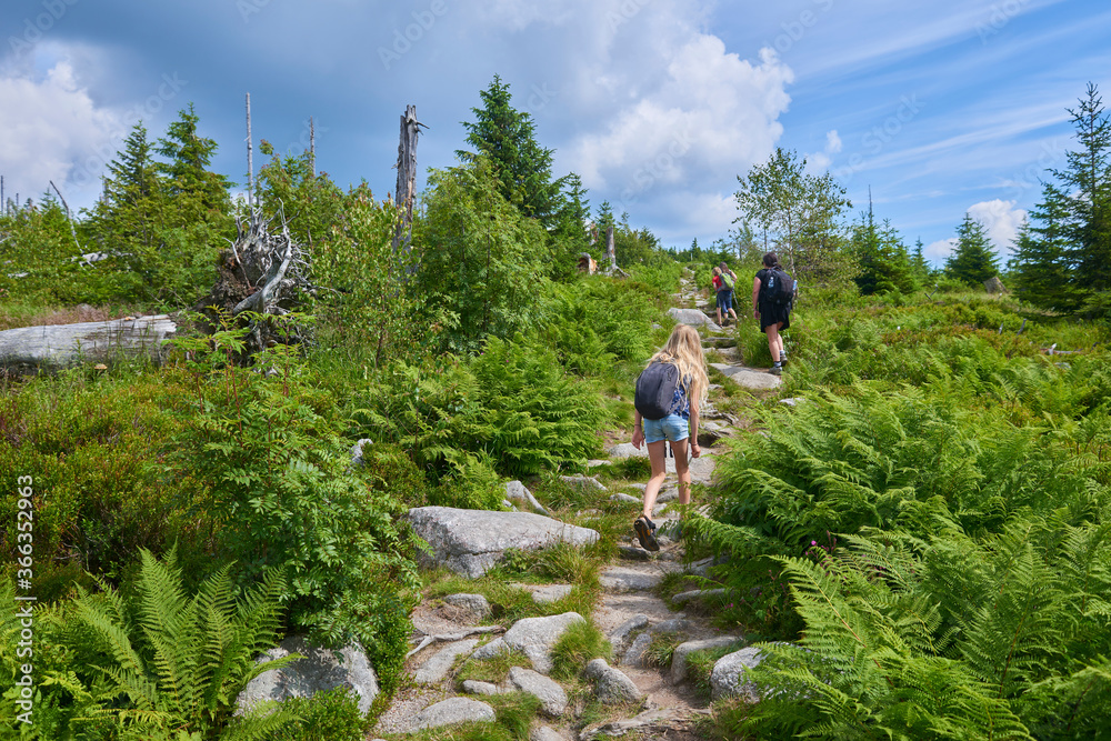 Dead forest on Dreisesselberg mountain. Border of Germany and Czech Republic. Natural forest regeneration without human intervention in national park Sumava (Bohemian Forest)
