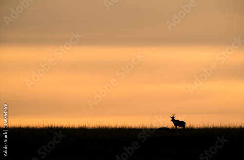 Silhouette of Topi  during morning hours at Masai Mara, kenya © Dr Ajay Kumar Singh