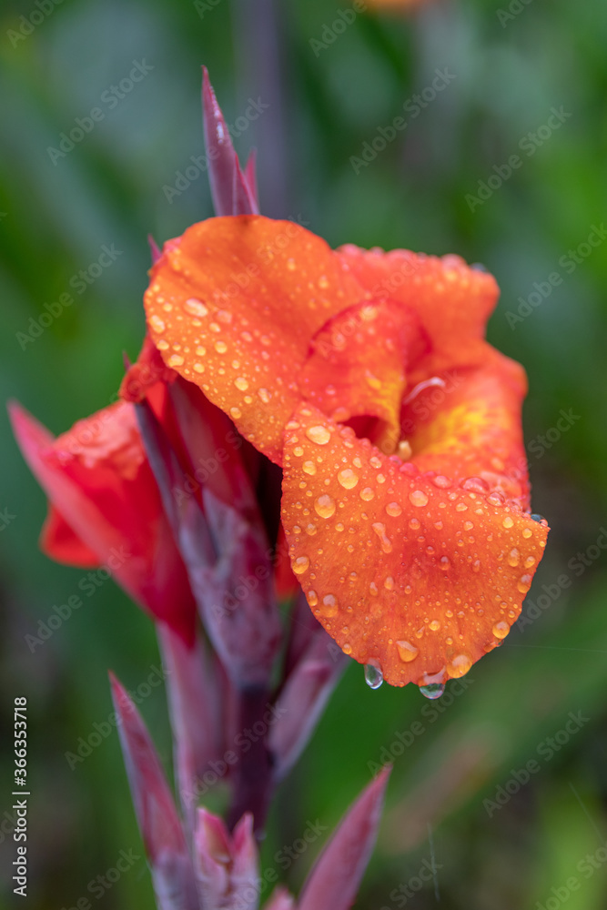 orchid rain forest costa rica after rain orchid rain forest costa rica after rain