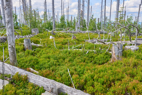 Dead forest on Dreisesselberg mountain. Border of Germany and Czech Republic. Natural forest regeneration without human intervention in national park Sumava  Bohemian Forest  